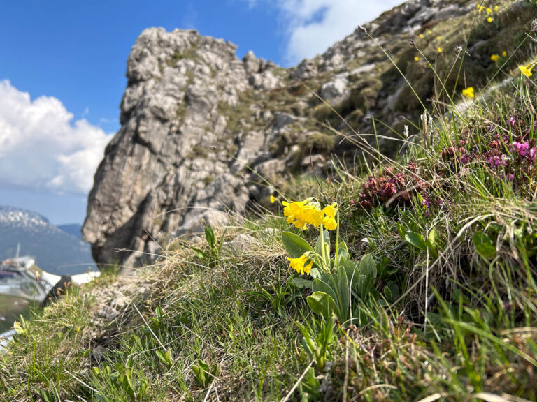 Schlüsselblume in den Bergen