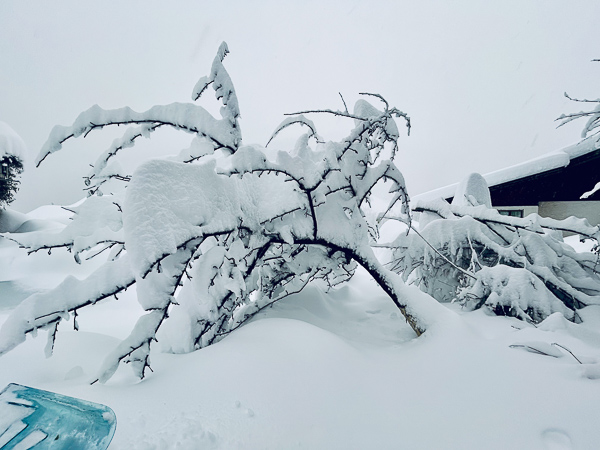 Apfelbaum der unter den Schneemassen quersteht.