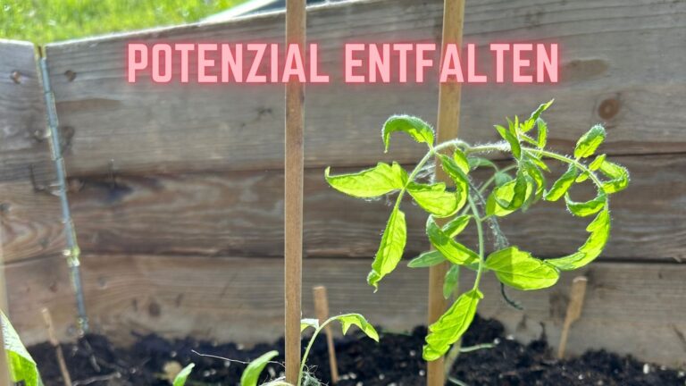 Nachwuchsführungskräfte sollen ihre Potenzial enthalten können, wie eine junge Tomatenpflanze