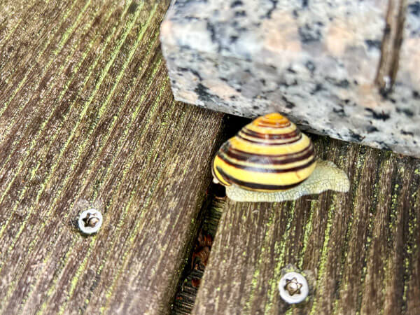 12 von 12 Juli 24 - Bild 5 Schnecke im Garten