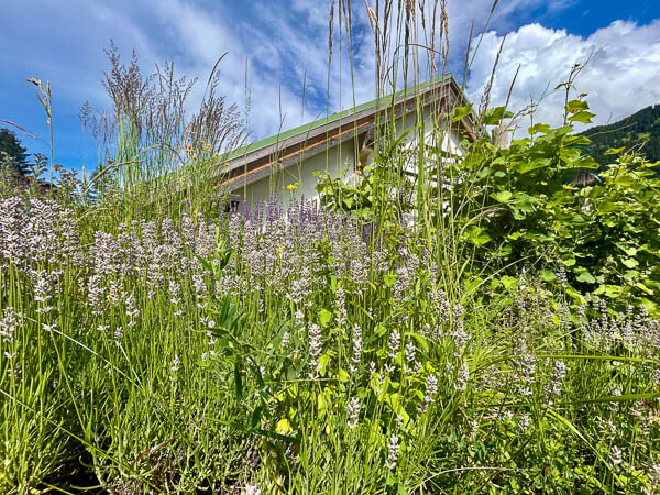 12 von 12 Juli 24 - Bild 9 - Lavendelblüte im Berggarten