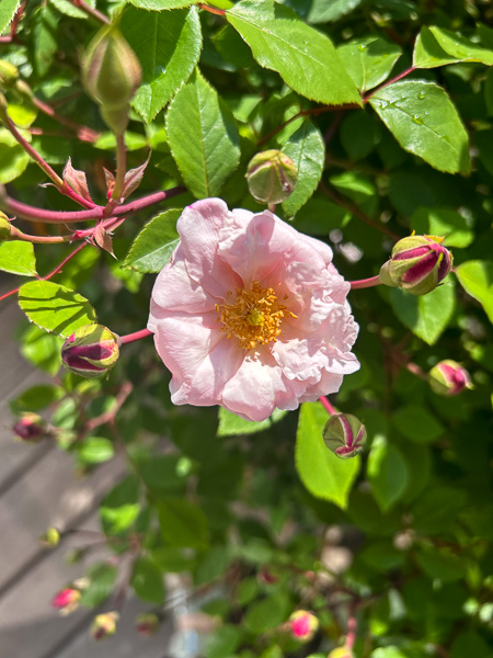 Ramblerrose Ayrshire Queen