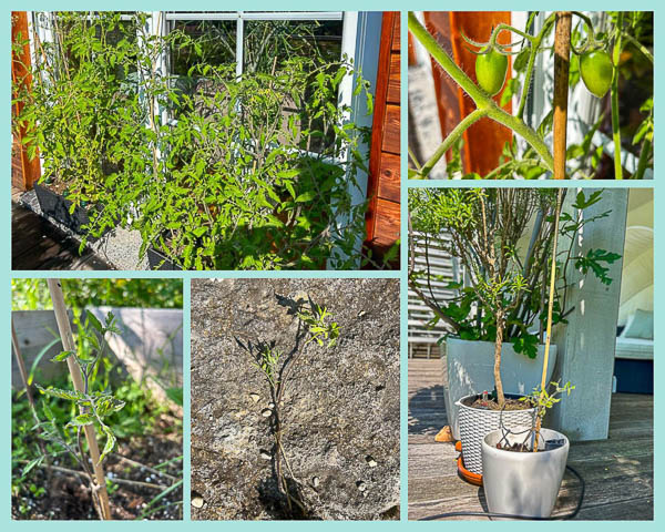 Führung und Rahmenbedingungen - eine Geschichte die auch mit Tomaten zusammenhängt.