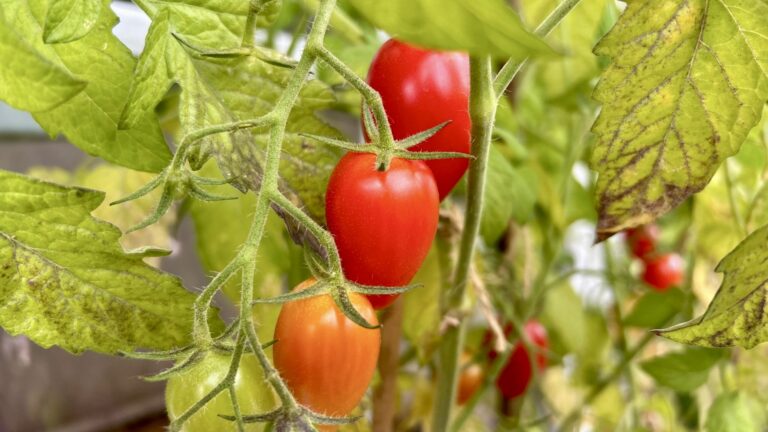 SO sehen Tomaten aus, die unter den richtigen Rahmenbedingungen wachsen.