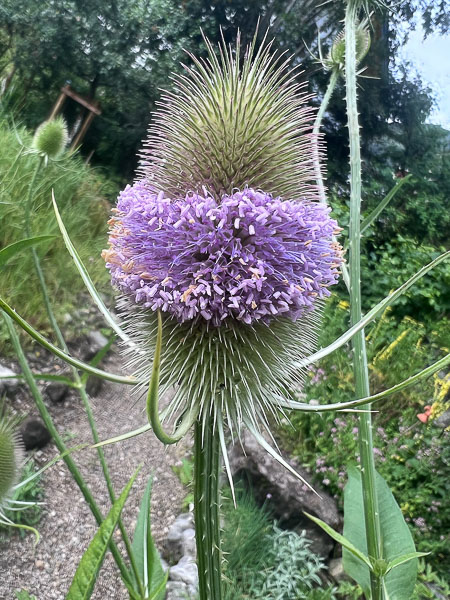 Karde in violetter Blüte