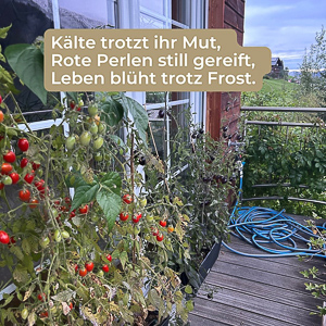 Tomaten auf dem Balkon