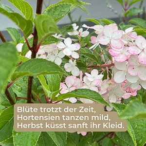 Hortensie im in weiß-rosa aus dem Garten