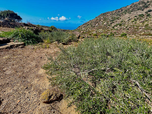 a dirt road with olives and rocks