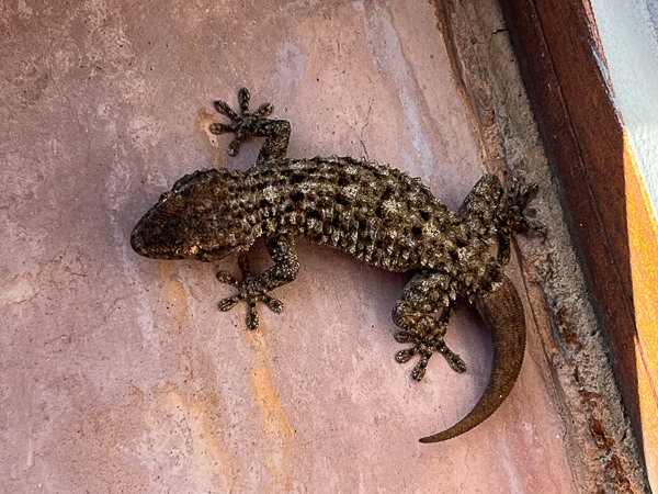 a lizard on a wall