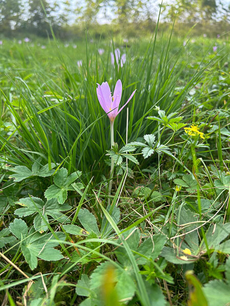 a purple flower in the grass - Herbstzeitlose