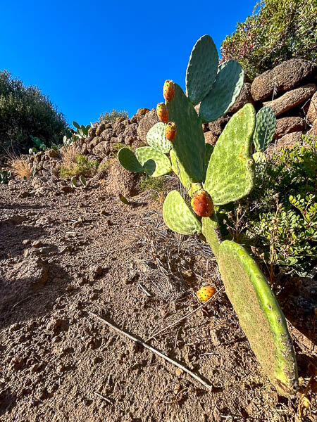 a cactus with a group of fruit on it