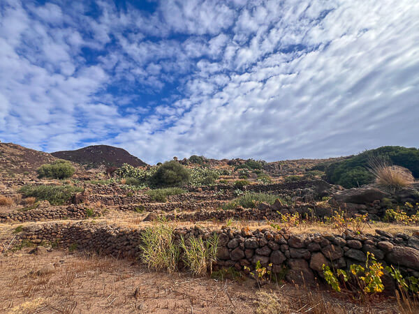 a dry land with rocks and plants