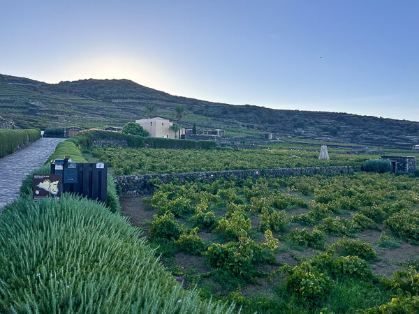 a field of grapes with a stone wall and a building in the background