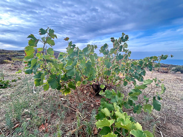 zibbio grape in pantelleria