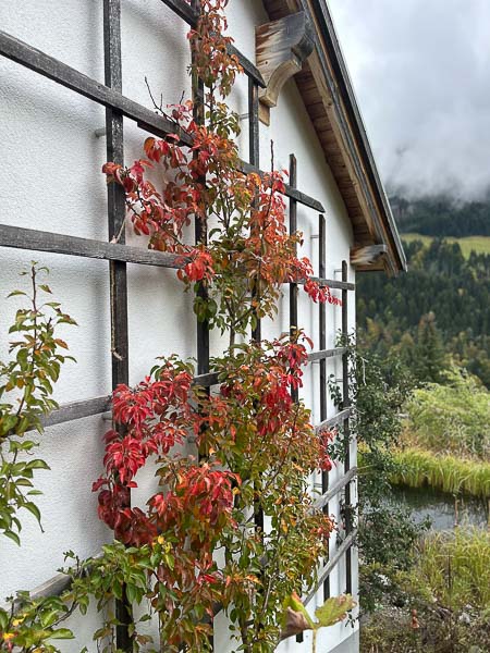 Rotgefärbtes Laub des Birnbaums