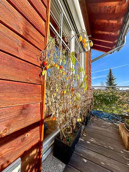 Letzte Tomaten in der herbstlcihen Sonne