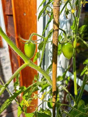 Erfolgreiche Gewohnheiten brauchen gerade am Anfang eine Stütze, wie meine Tomaten.