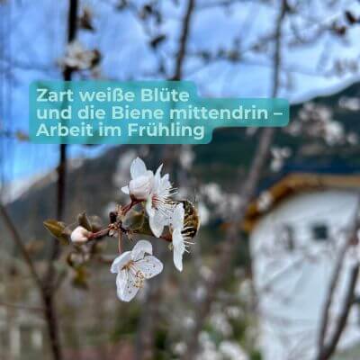 Zarte Kirschblüte mit Biene – Frühling in Aktion, ein winziger Kosmos