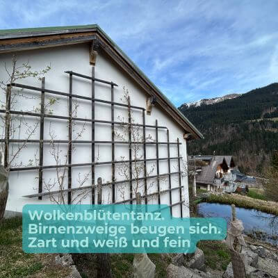 Zart blühende Birnenzweige am Spalier – der Frühling tastet sich vor