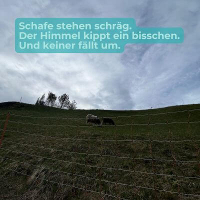 Zwei Schafe stehen schräg am Hang – Balance in der Schieflage
