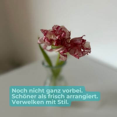 Verwelkte Tulpe in Vase – Schönheit, die still im Rückzug glänzt.