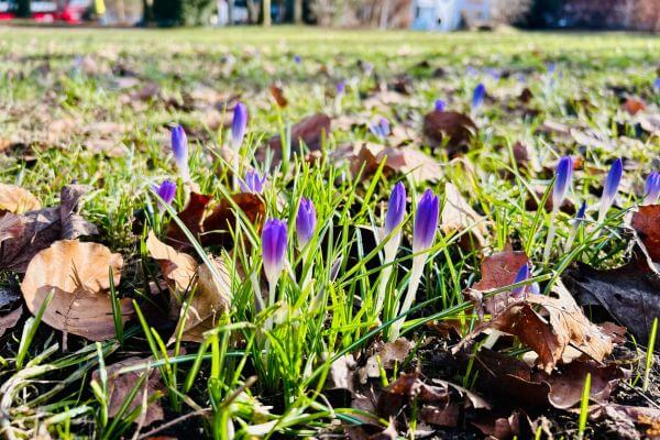 Erste violette Krokusse brechen durch das Winterlaub – Sinnbild für Aufbruch, erste Erfolge und frisches Wachstum.