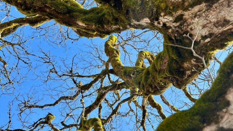 Moosbedeckter Baumstamm mit verwundenen Ästen unter blauem Himmel – Symbol für Verwurzelung, Beständigkeit und den Weg des Wachsens.