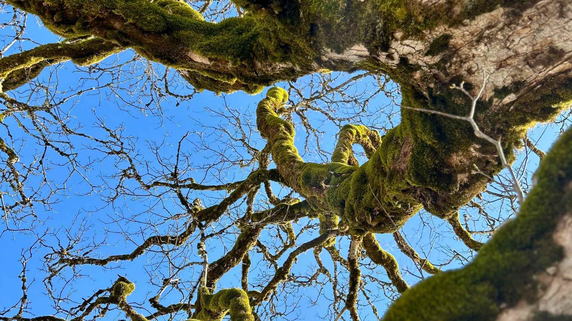 Moosbedeckter Baumstamm mit verwundenen Ästen unter blauem Himmel – Symbol für Verwurzelung, Beständigkeit und den Weg des Wachsens.